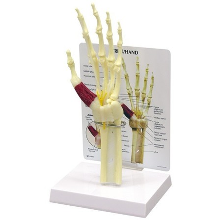 GPI ANATOMICAL Anatomical Model - Hand - Wrist 1920